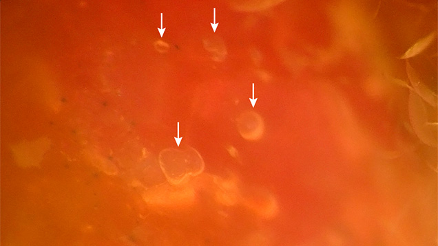 A few bubble inclusions in a bead’s orange core. A few bubble inclusions in a bead’s orange core.