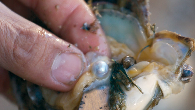 how do oysters make pearls