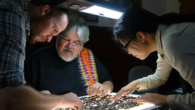 People searching for sapphires on a light table