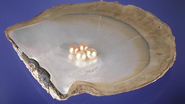 ゴールドリップ真珠母貝