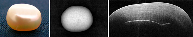 Freshwater tissue-nucleated cultured pearl