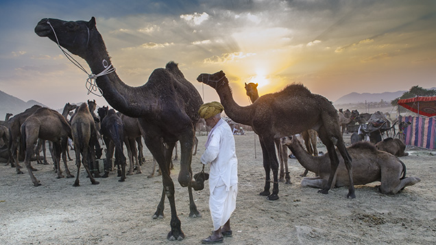 Camel fair in Rajasthan, India