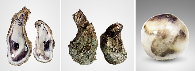 <i>M. bilineata</i> oyster (left and center) and the near-round peal found inside (right).