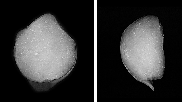 RTX images revealed nacre conforming to the rock’s surface.