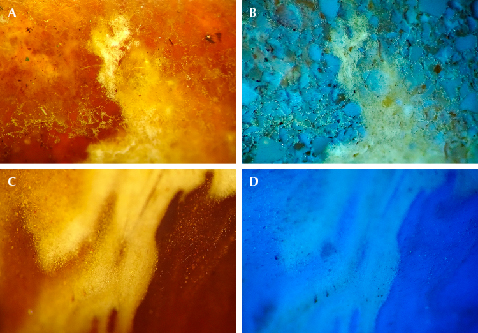 Pressed amber (top) appears less homogeneous than natural root amber (bottom).