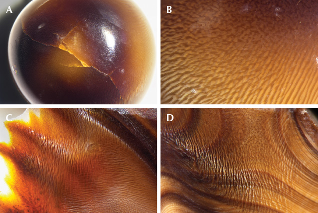 Intersecting flame structures can be seen on the pearl and shell.