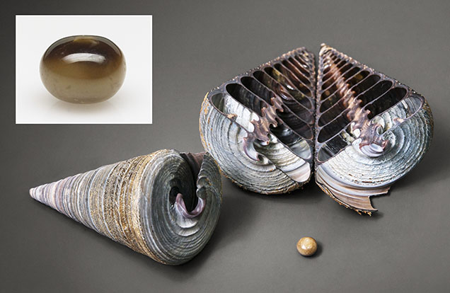 Yellowish brown and black pearl with <i>Telescopium telescopium</i> shells.