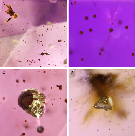 Figure 12. Mineral inclusions in La Manche amethyst. A: A cluster of acicular ochre goethite, black to red hematite spherulites, and euhedral sulfide crystals. B: Thin wiry “beetle-leg” type inclusion (probably hematite) associated with hematite spherulites in the emerald-cut gemstone pictured in figure 7. C: Pyrite showing parallel growth features in association with hematite. D: Pseudo-tetrahedral chalcopyrite crystal associated with goethite and hematite in amethyst. The color of the chalcopyrite inclusion was not apparent until it was later exposed by polishing and verified with reflected light microscopy and EDS. Photomicrographs by Philippe Belley; fields of view 2.10 mm (A), 0.77 mm (B), 0.80 mm (C), and 0.70 mm (D).