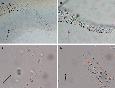 Figure 9. Fluid inclusions in La Manche amethysts viewed in transmitted light, with the arrow parallel to the c-axis. A: Primary FIA in sample LM-Ame-01, located along a growth zone centered on what would be the point of the crystal. B: Secondary FIA in sample LM-Ame-01, occurring in a curvilinear, rehealed fracture. C: Typical two-phase (liquid + vapor) fluid inclusions in pseudosecondary FIA, sample LM-Ame-05. D: FIA of indeterminate origin in sample LM-Ame-07, with two-phase inclusions orientated perpendicular to the edge of the crystal (represented by dotted line). Photomicrographs by Joshua Maloney and James Conliffe; fields of view 1.11 mm (A), 0.36 mm (B), and 0.24 mm (C and D).