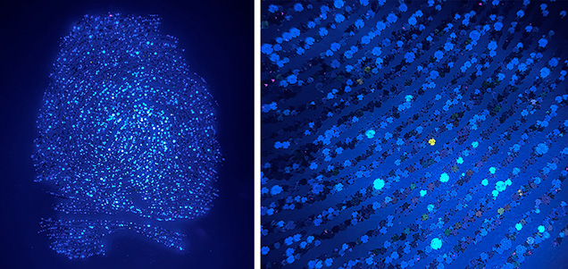 Figure 3. The fluorescence reaction of the diamonds under long-wave UV (365 nm excitation). Photos by Christopher M. Breeding.