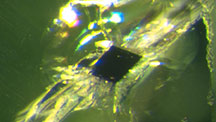  Dark chromite inclusion in peridot