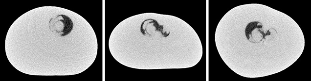 μ-CT slices in three directions of a natural <i>P. maxima</i> sample