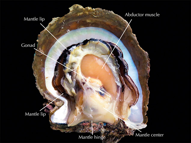 Parts of the <i>P. maxima</i> body