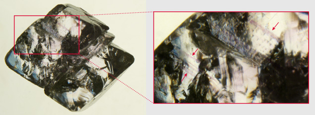 Immersion in methylene iodide revealed additional details. 