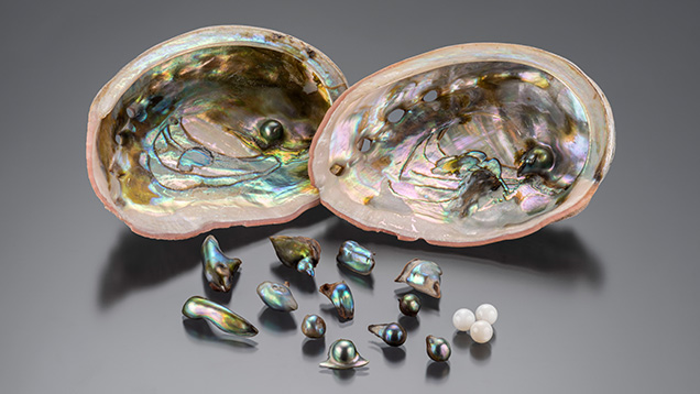 Bead Cultured Abalone Pearls from Chile