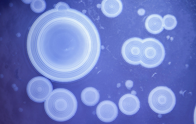 Figure 2. White orb-like structures were confined to a shallow surface layer in the violet chalcedony from Ethiopia. Photomicrograph by Nathan Renfro; field of view 15.16 mm.