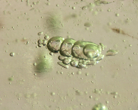 Figure 2. Various shapes of gas bubbles were dispersed individually and in clusters in the Libyan Desert glass bangle. The row of gas bubbles in this image resembles peas in a pod. Photomicrograph by Sze Ling Wong; field of view 2.40 mm.