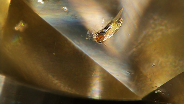 This partially exposed orange garnet inclusion with surrounding fractures in a brownish yellow diamond resembled a flying insect. Photomicrograph by Mei Yan Lai; field of view 1.58 mm.