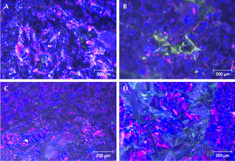 Figure 12. Color cathodoluminescence images of Guatemalan “ice jade” samples mainly showed blue-violet and violet-red fluorescence. A: Rhythmic zoning of coarser jadeite grains. B: Green fluorescence grains. C and D: Some broken jadeite grains and fragments.