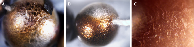 Figure 2. Characteristic surface features of mosaic pattern (A) and botryoidal structure (B) were observed on a pearl from the necklace in figure 1, compared to the typical nacreous-looking surface of fingerprint-like platy structure (C) on a loose pearl. Photomicrographs by Joyce Wing Yan Ho (A and B) and Artitaya Homkrajae (C); fields of view 7.19 mm, 9.61 mm, and 2.90 mm, respectively.