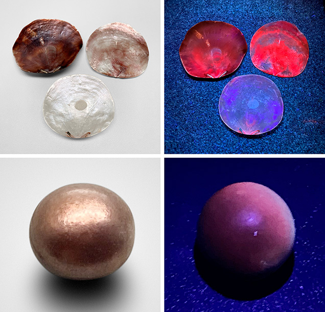 Figure 3. Three variously colored windowpane shells and a brown windowpane pearl, shown in daylight (left) and long-wave UV light (right). Joyce Wing Yan Ho (top) and Kwanreun Lawanwong (bottom); shells courtesy of Robin Willis.