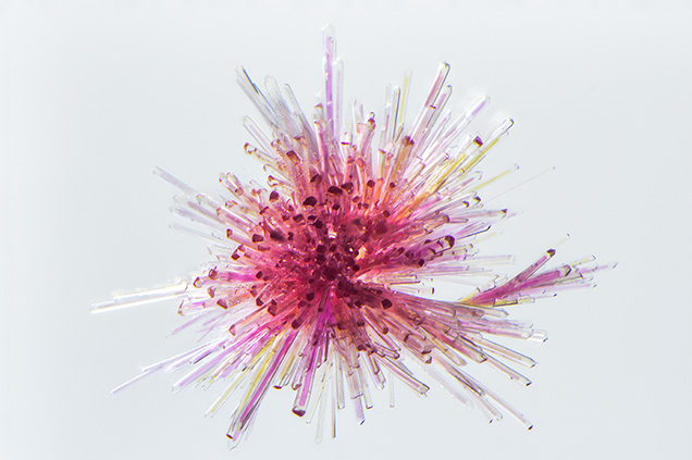 Figure 1. Bright pink to red epidote crystals as “firework” sprays were a surprising discovery in rock crystal quartz. Photomicrograph by Nathan Renfro; field of view 2.16 mm.