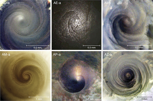 Spirals at the poles in pearls from the Tridacnidae family