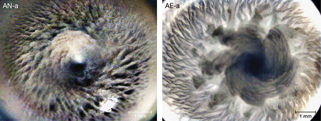 Flame Structure and Spiral in Pearls from the Tridacnidae Family