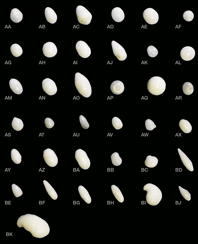 Thirty-seven pearls from the Tridacnidae family