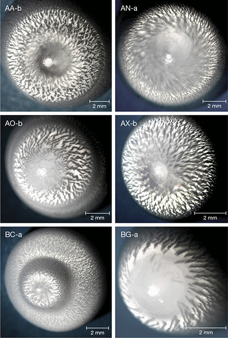 Flame patterns in pearls from the Tridacnidae family