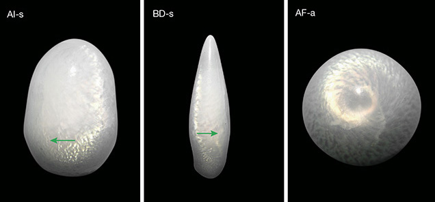 Pseudo-chatoyancy in pearls from the Tridacnidae family