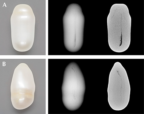 Images showing the pearls’ external appearances and internal structures.