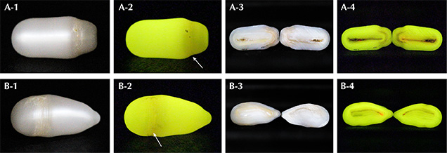 Fluorescence reactions of the Biwa pearls.