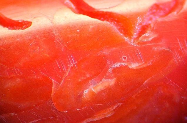 Calcareous coral fragments mixed with red foreign material containing bubbles.