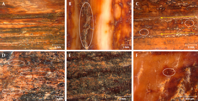 Figure 3. Photomicrographs of the surface of mammoth ivory. A: Uneven color distribution (sample 805502). B: Large crack (white oval, sample 805503). C: Two parallel cracks (yellow arrows) and tan dots (white ovals, sample 805504). D: Irregular color distribution and darker brown cracks (white ovals, sample MI-8). E: Brown and darker brown areas of color interspersed (sample MI-3). F: Tan dots (white oval, sample MI-3). Photomicrographs by Zhaoying Huang.