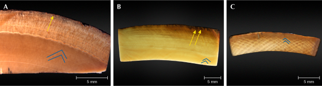 Figure 4. Photomicrographs of mammoth ivory cross sections, with Schreger line angles indicated by the blue lines. A: Sample MI-8 has a thick concentric top layer (4–7 mm thickness) and downward-penetrating brown crevices (yellow arrow). The angle of the Schreger lines is about 95°. B: Sample MI-3 has downward-penetrating brown crevices (yellow arrows) and transitional color. The angle of the Schreger lines is about 105°. C: Sample 805502 shows obvious Schreger lines with an angle of about 100°. Photomicrographs by Zhaoying Huang.