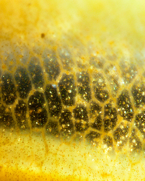 Figure 2. The cabochon displayed the honeycomb structure frequently observed in fiber-optic glass. Photomicrograph by Tsz Ying Fong; field of view 2.00 mm.