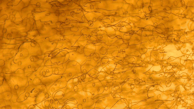 Thread-like inclusions of serpentine resembling an ancient text. Photomicrograph by Le Ngoc Nang; field of view 2.50 mm.