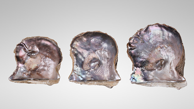 Figure 1. These three <em>Pteria sterna</em> shells each have a visible protuberance, measuring approximately 20.22 × 13.78 × 13.55 mm, 23.49 × 19.06 × 15.62 mm, and 24.88 × 17.03 × 12.23 mm, respectively. Photo by Gaurav Bera.