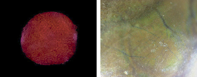 Figure 2. Left: An X-ray fluorescence image of the pearl showing a deep red fluorescence. Right: This photomicrograph of the pearl’s inner layer reveals a network of blue subsurface vein-like features. Photomicrograph by Gaurav Bera; field of view 1 mm.