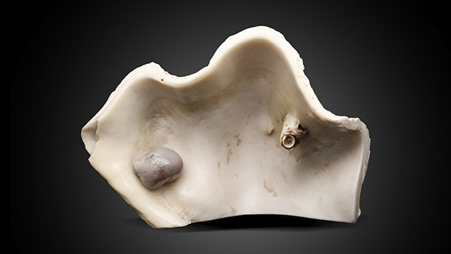 Figure 1. <em>Tridacna</em> shell with a natural blister pearl measuring 37.31 × 25.42 mm (left) and a shell blister measuring 28.93 × 16.63 mm (right). Photo by Gaurav Bera.