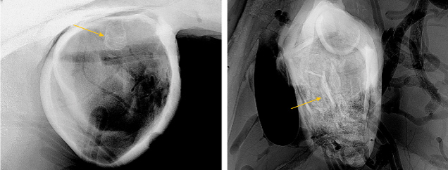 Figure 3. Left: RTX image of the larger blister pearl with a globule-like structure (indicated by the arrow) and a dark void following the shape of the pearl. Right: RTX image of the smaller shell blister with a faint void and white tubes (indicated by the arrow).