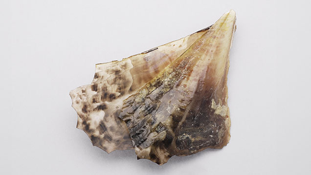 Figure 1. Pen shell from Bahrain, showing broken ends due to its fragile nature. Photo by Gaurav Bera.