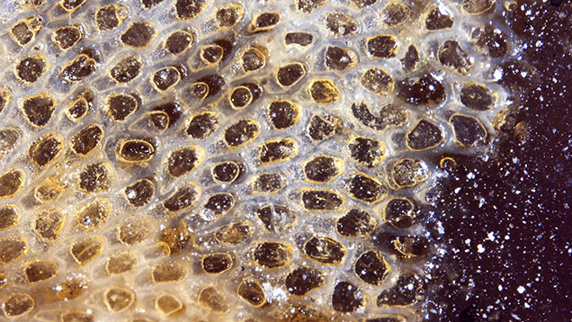 Figure 2. The pen shell’s snakeskin pattern coated with varnish, shown under magnification. Photomicrograph by Pfokreni Nipuni; field of view 2.1 mm.