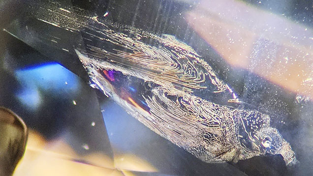 Inclusions combine to create a bird pattern inside a Montana sapphire. Photomicrograph by Isabelle Corvin; field of view 2.4 mm.