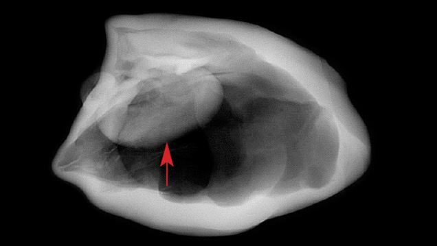 RTX structure of the large blister pearl