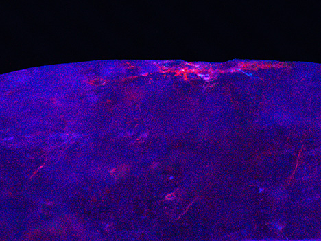 Figure 4. Deep UV imaging of the spodumene’s surface showed strong luminescence of the dye within a cavity as well as surface-reaching fractures. Image by Guy Borenstein; field of view 6.25 mm.