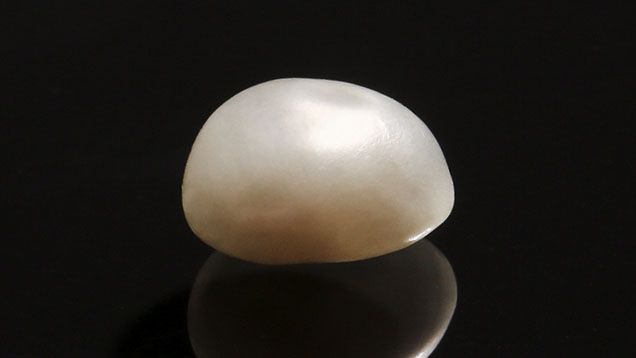 Figure 1. A cream-colored button-shaped loose pearl weighing 2.32 ct, submitted for identification. Photo by Tony Leung.