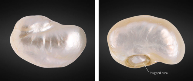 Figure 1. The 169.05 ct filled pearl, viewed from its face (left) and base (right). Note the indented feature on the base through which the filler material was inserted prior to plugging. Photos by Gaurav Bera.