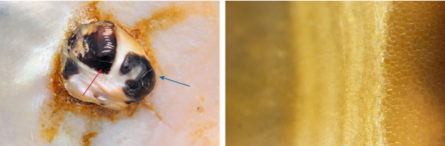 Figure 2. Left: Partially non-nacreous blister pearl showing significant surface-reaching cracks (blue arrow) and a distinct delineated step feature separating the light cream area from the adjacent black area (red arrow). Right: A columnar honeycomb-like calcite structure was observed at the edge of the step feature; field of view 14.40 mm. Photos by Karan Rajguru.